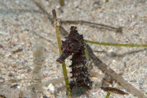 Hippocampus brevirostris