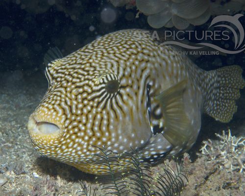 Kugelfische