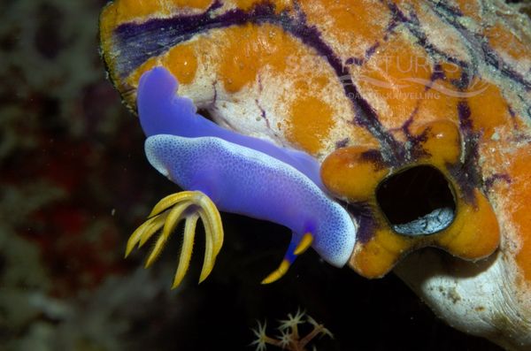 KV Hypselodoris apolegma MALA 06