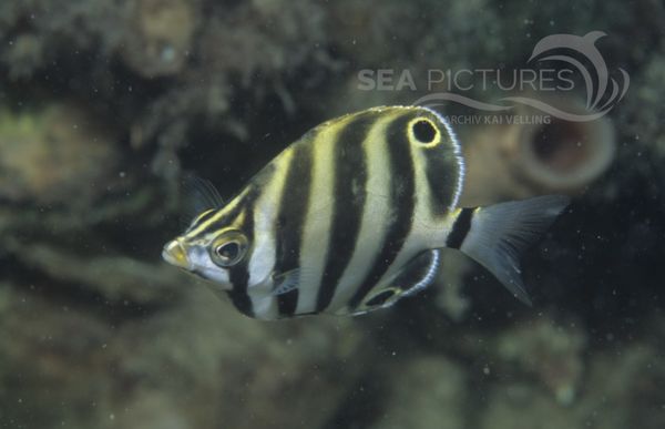 KV Streifen-Falterfisch  Tilodon sexfasciatus  juv. AU POR 04