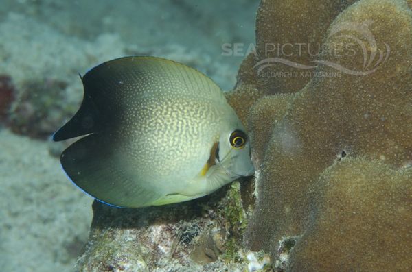 Mimikry-Doktorfisch Acanthurus pyroferus juv. 0200