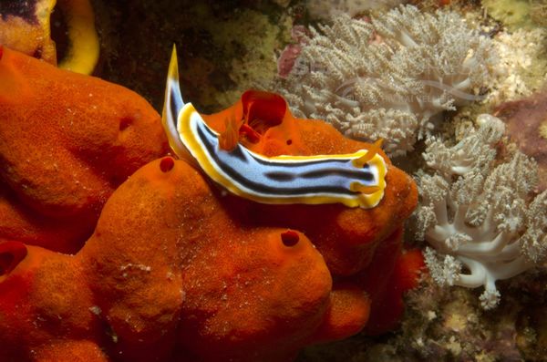 KV Chromodoris annae PH 06 93