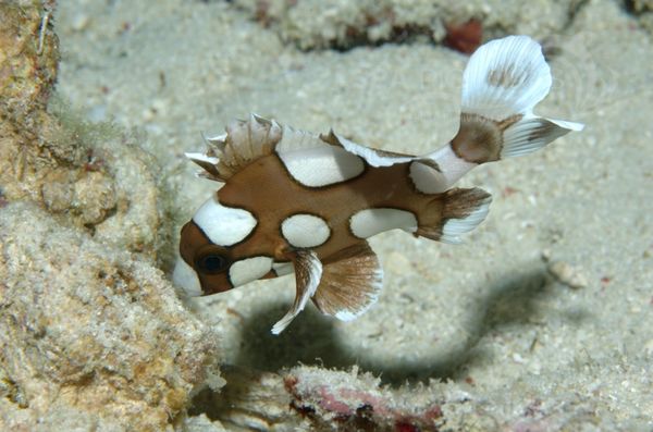 KV Harlekin-Su  sslippe  Plectorhinchus chaetodonoides juv.  MALA 06