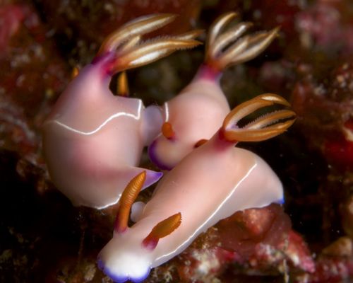 Bio-Themen Bio-Themen