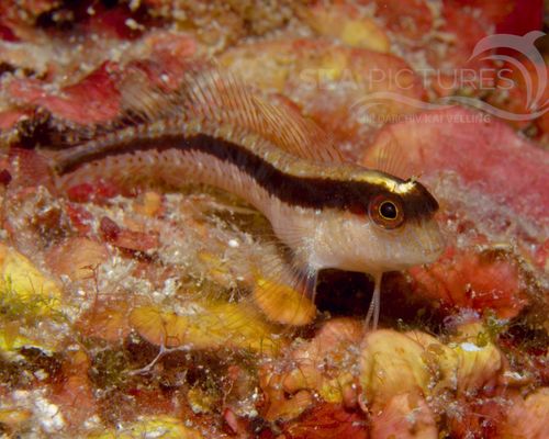 Schleimfische