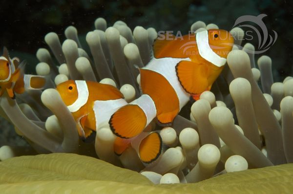 KV Orangeringel-Anemonenfisch  Amphiprion ocellaris MALA 06 2 