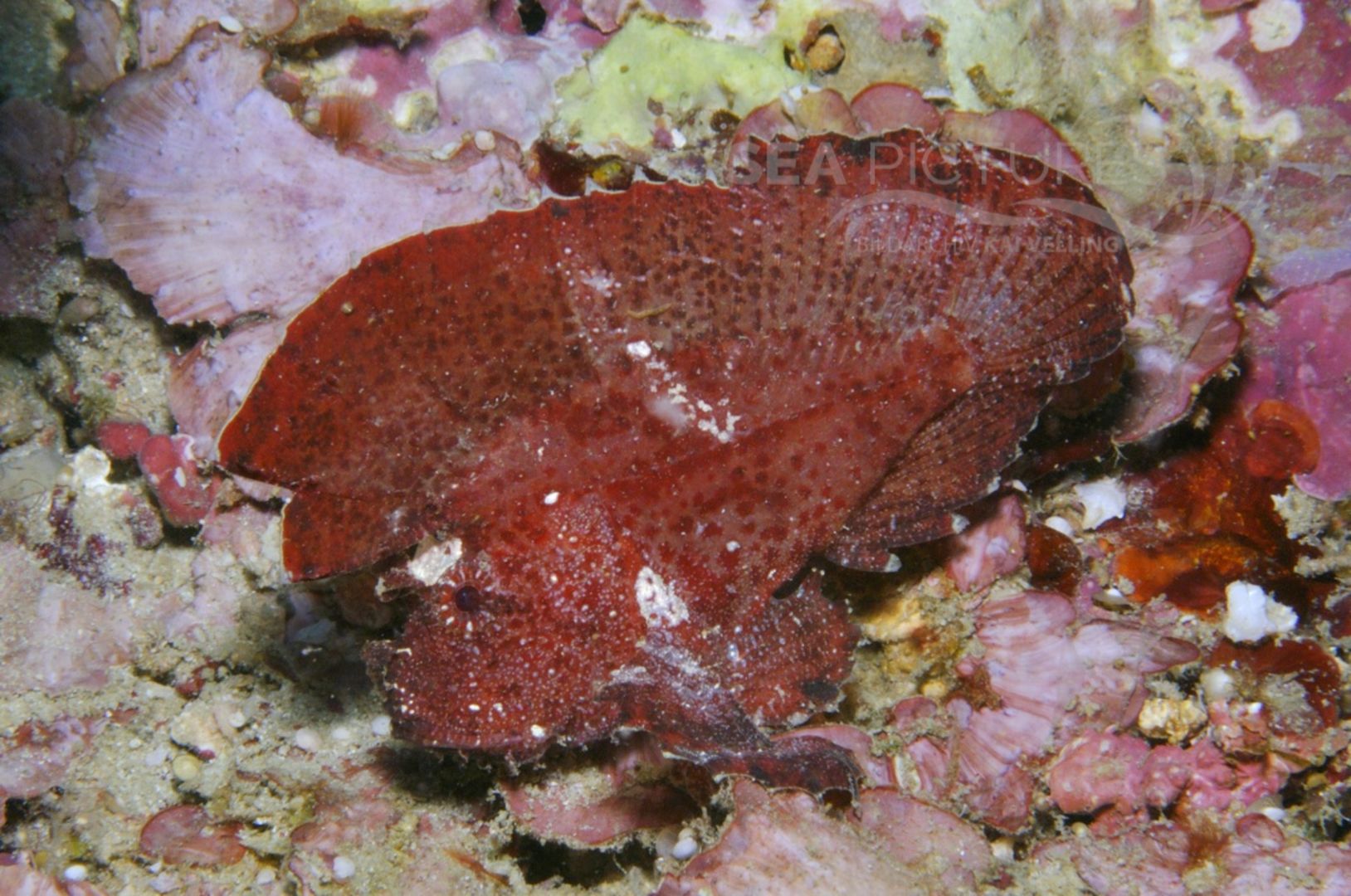 Taenianotus triacanthus