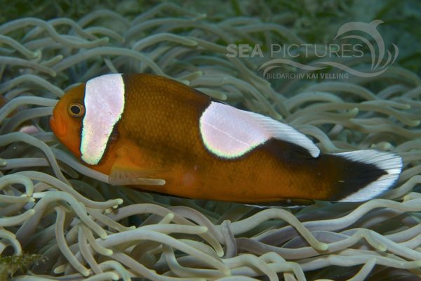 Amphiprion polymnus