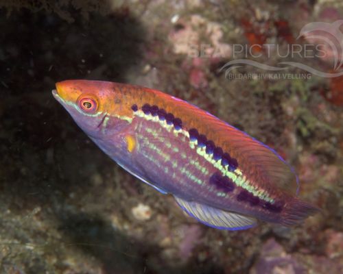 Lippfische