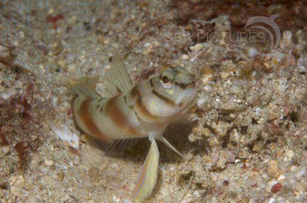 KV Partnergrundeln Amblyeleotris diagonalis PH 06 002