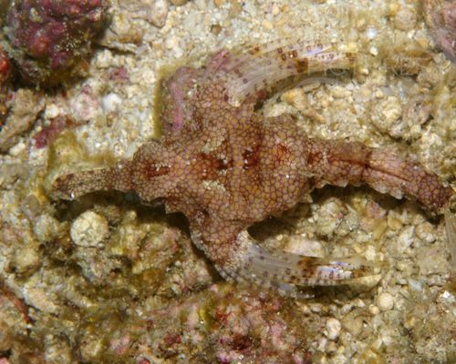 Flügelroßfische