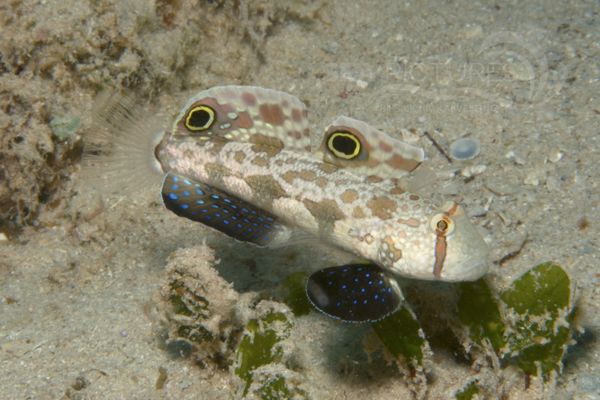 Signigobius biocellatus