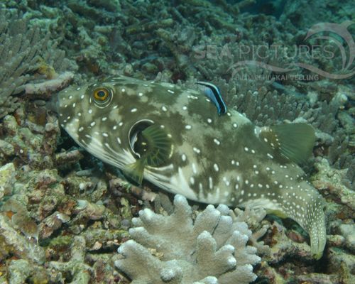 Meeresfische Meeresfische