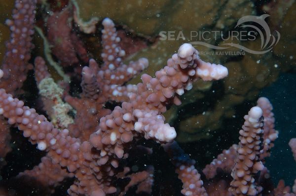 KV Acropora sp. 2 RO 05