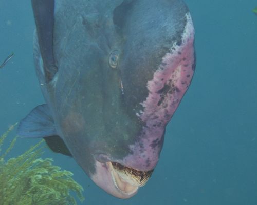 Papageienfische