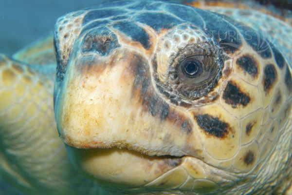 Caretta caretta