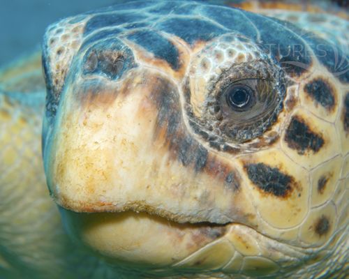 Schildkröten