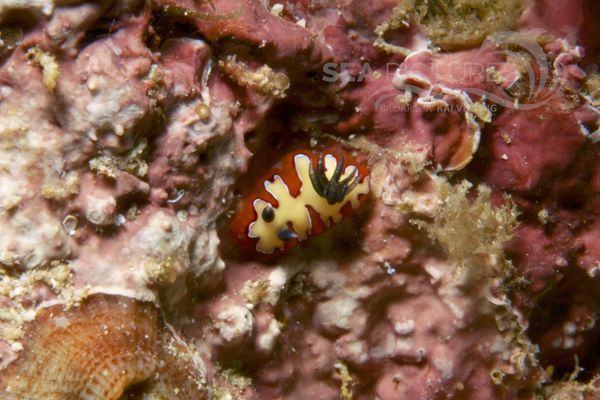 Chromodoris fidelis