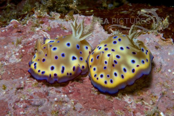 Chromodoris kunei