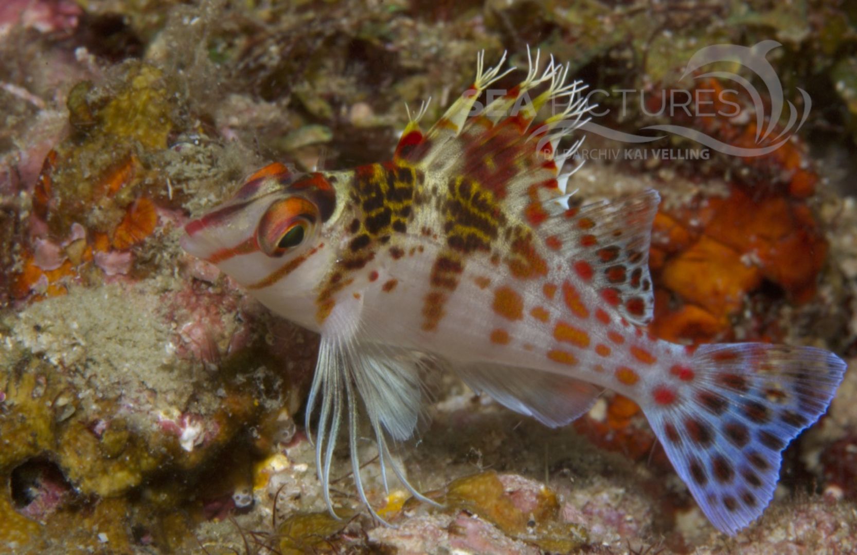 KV Cirrhitichthys falco PH 08 12595