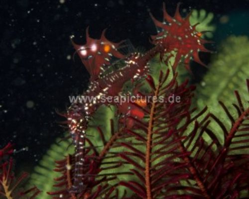 Geisterpfeifenfische