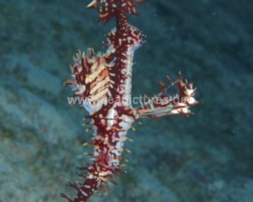 Geisterpfeifenfische