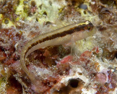 Schleimfische