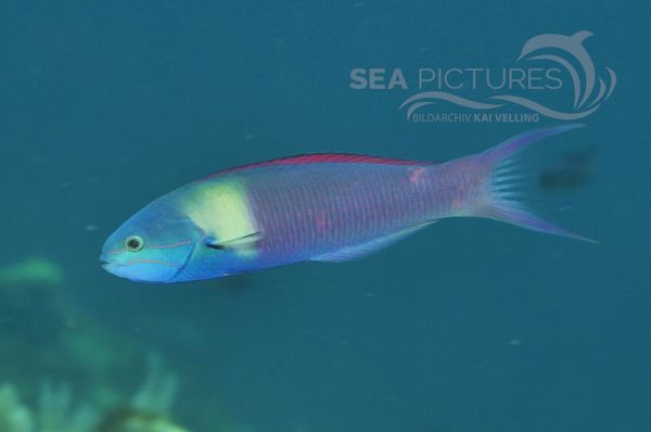  Thalassoma sp