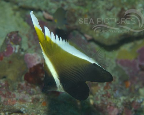 Falterfische