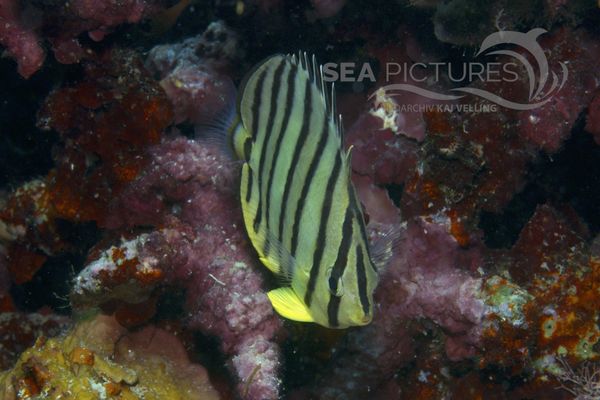 Chaetodon octofasciatus