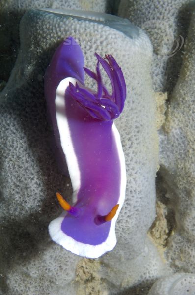 KV Hypselodoris bullocki MALA 06 2