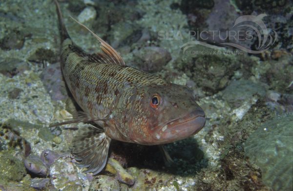 KV Sergeant Baker  Aulopus purpurissatus  AU CH 04 1