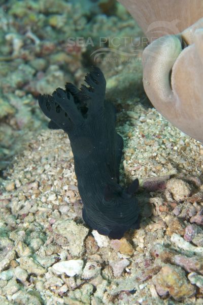 Nembrotha milleri