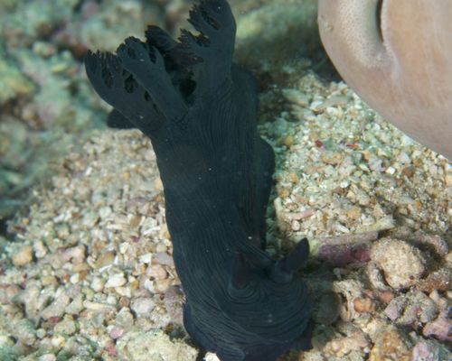 Niedere Tiere