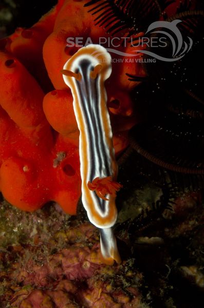 KV Chromodoris magnifica PH 06 159