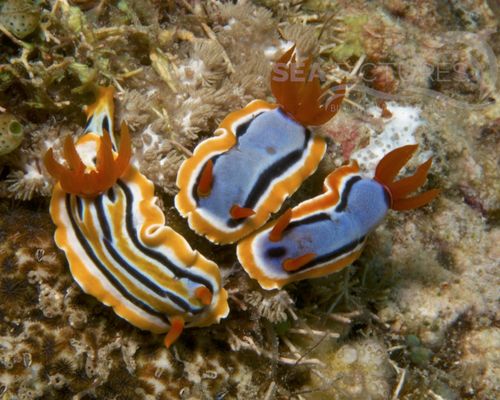Niedere Tiere