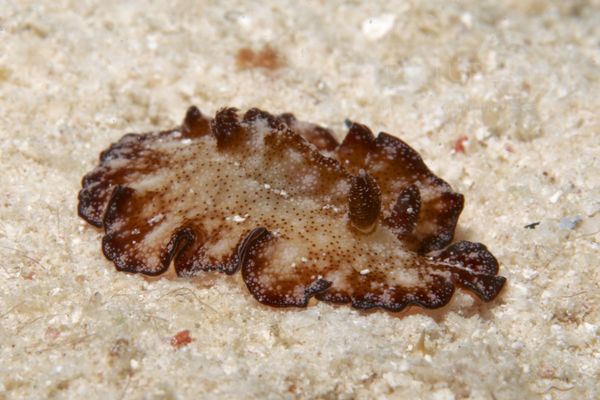 Discodoris boholiensis