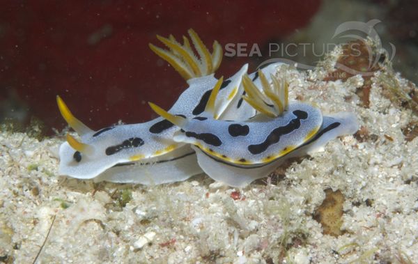 KV Chromodoris dianae MALA 06 5