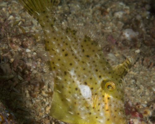 Feilenfische
