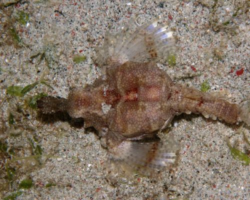 Flügelroßfische