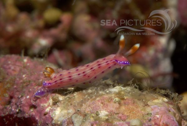 KV Hypselodoris maculosa PH 08 12840