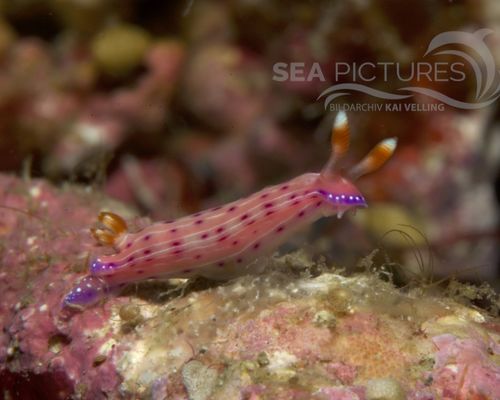 Niedere Tiere Niedere Tiere