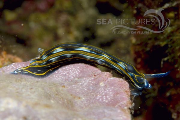 Hypselodoris villafranca