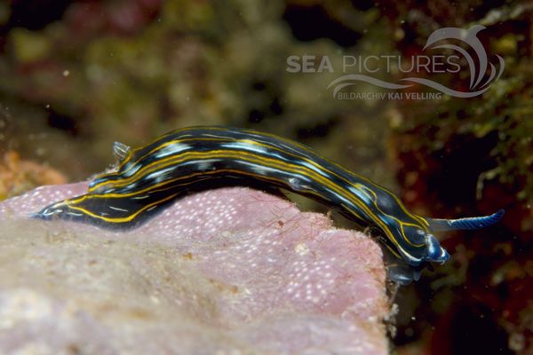 Hypselodoris villafranca