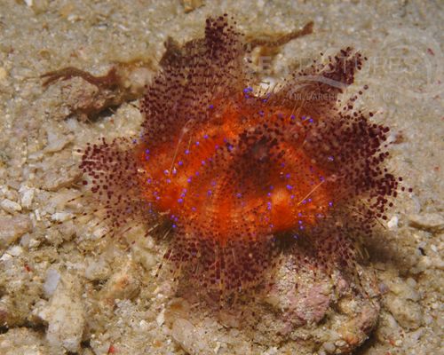 Seeigel