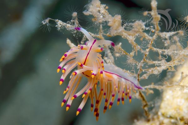  Flabellina rubrolineata