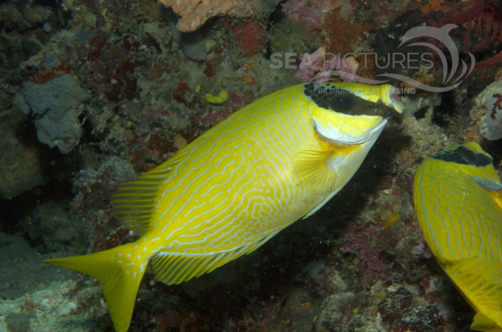 KV Masken-Kaninchenfisch  Siganus puellus MALA 06 1