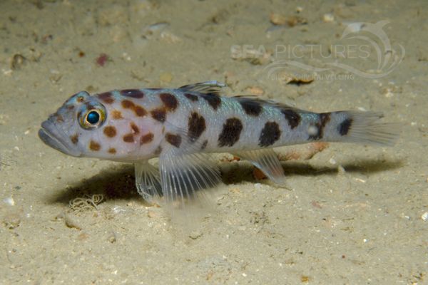 Thorogobius ephippiatus