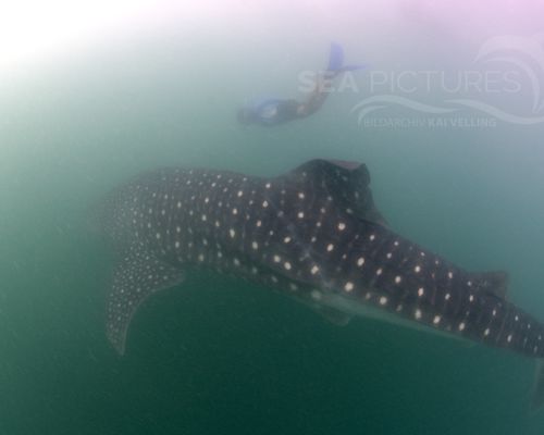 Haie und Rochen Haie und Rochen