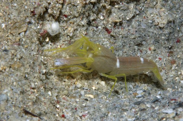 KV Alpheus ochrostriatus PH 06 090